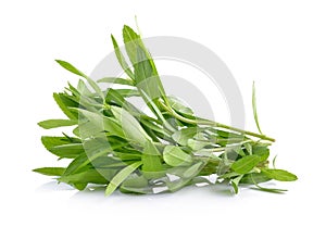 Tarragon herbs on white background