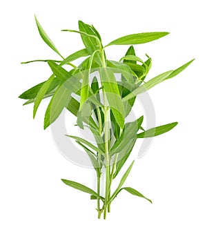 Tarragon herbs on white background