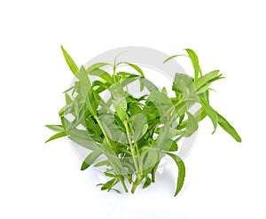 Tarragon herbs on white background