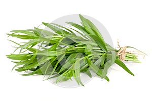 Tarragon isolated on a white background. Artemisia dracunculus