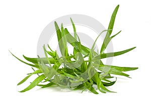 Tarragon isolated on a white background. Artemisia dracunculus
