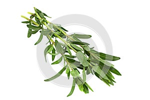 Tarragon leaf bunch closeup