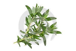 Tarragon leaf bunch closeup