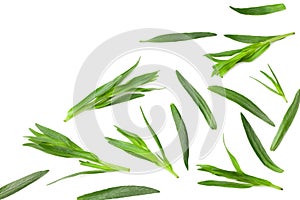 Tarragon leaves isolated on white background. Artemisia dracunculus. top view