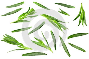 Tarragon leaves isolated on white background. Artemisia dracunculus. top view