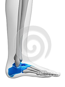 Tarsal bones