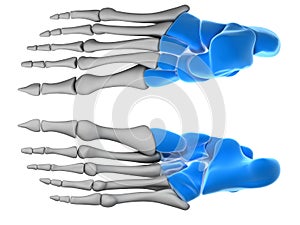 Tarsal bones