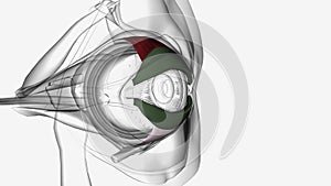 The tarsal plates serve as the main structural component of the eyelids