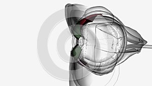 The tarsal plates serve as the main structural component of the eyelids