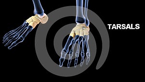 Tarsals Bones of Human Foot