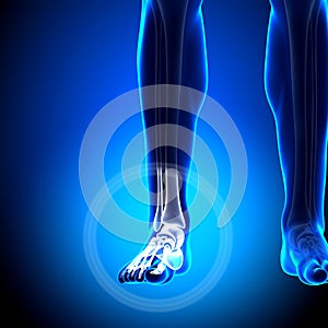 Tarsals / Phalanges - Ankle bones - Anatomy Bones