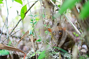 Tarsier