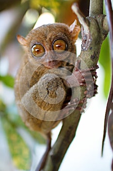 Tarsier