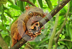 Tarsier