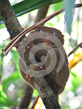 Tarsier