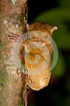 Tarsier