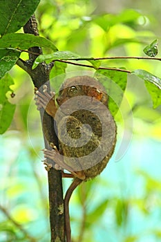Tarsier
