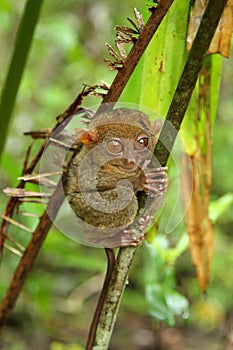Tarsier