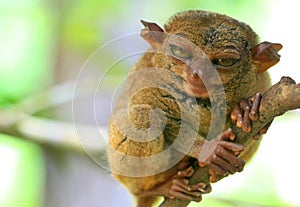 Tarsier