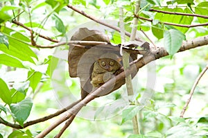 Tarsier