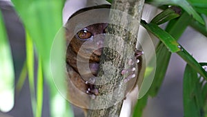 Tarsier, Bohol, Filipino