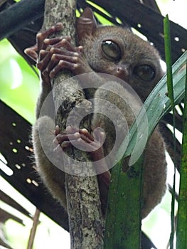 A tarsier in Bohol, Philippines