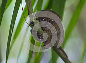 Tarsier in Bohol, Philippines