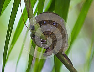 Tarsier in Bohol, Philippines