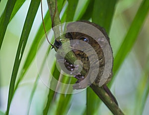 Tarsier in Bohol, Philippines