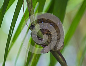 Tarsier in Bohol, Philippines