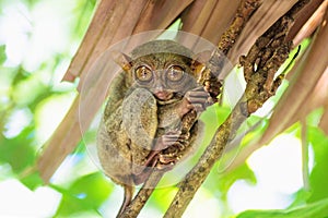 Tarsier on a branch in Bohol, Philippines, Asia