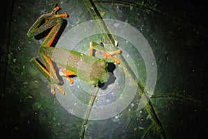 The tarsier leaf frog, Phyllomedusa tarsius, a bright green tree frog with an orange belly and legs from above