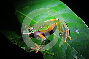 The tarsier leaf frog, Phyllomedusa tarsius, a bright green tree frog with an orange belly and legs sitting on a green leaf in the