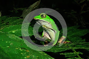 The tarsier leaf frog, Phyllomedusa tarsius, a bright green tree frog with a white belly in the amazon jungle
