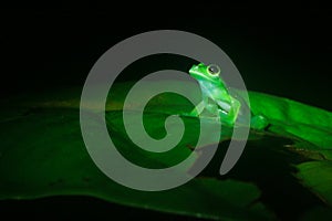 The tarsier leaf frog, Phyllomedusa tarsius, a bright green tree frog with a white belly looking mysterious in the dark with room