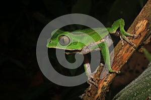 The tarsier leaf frog, Phyllomedusa tarsius, a bright green tree frog with a white belly in the rainforest