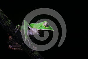 The tarsier leaf frog, Phyllomedusa tarsius, a bright green tree frog with a white belly sitting on a branch in the rainforest