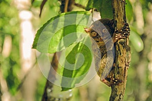 Tarsier monkey in Cebu, Philippines- Tarsius Syrichta