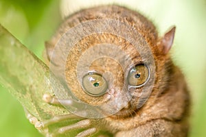 Tarsier monkey in natural environment