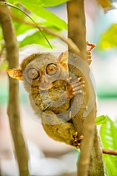 Tarsier monkey in natural environment