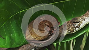 Tarsier monkey on tree in Philippines