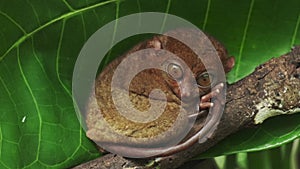 Tarsier monkey on tree in Philippines