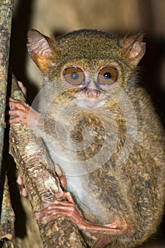 The tarsier is one of the smallest monkeys in the world