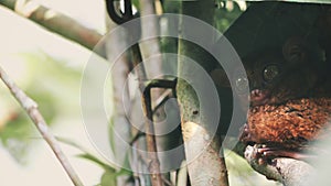 Tarsier sitting and hiding behind bamboo leaves