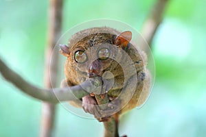 Tarsier sitting on a tree