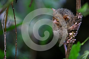 Tarsier on the tree