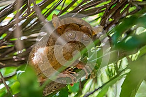 Tarsier in a tree at Bohol Tarsier sanctuary, Philippines