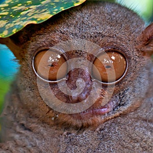 Tarsier under a leaf