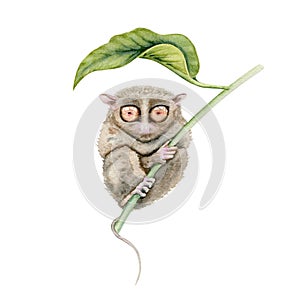 Tarsier under a leaf. Watercolor illustration element isolated on white background. Hand drawn painting of native Philippines