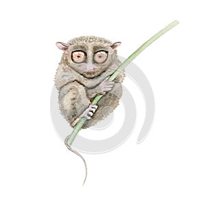 Tarsier. Watercolor illustration element isolated on white background. Hand drawn painting of native Philippines endangered